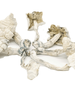 Albino Cambodians Psilocybe Cubensis